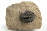 Beautiful Metacanthina Trilobite - Lghaft, Morocco #310511-1